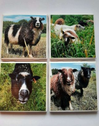 Farm Coaster Set of 4 Sheep