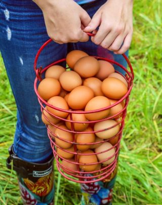 Eggs