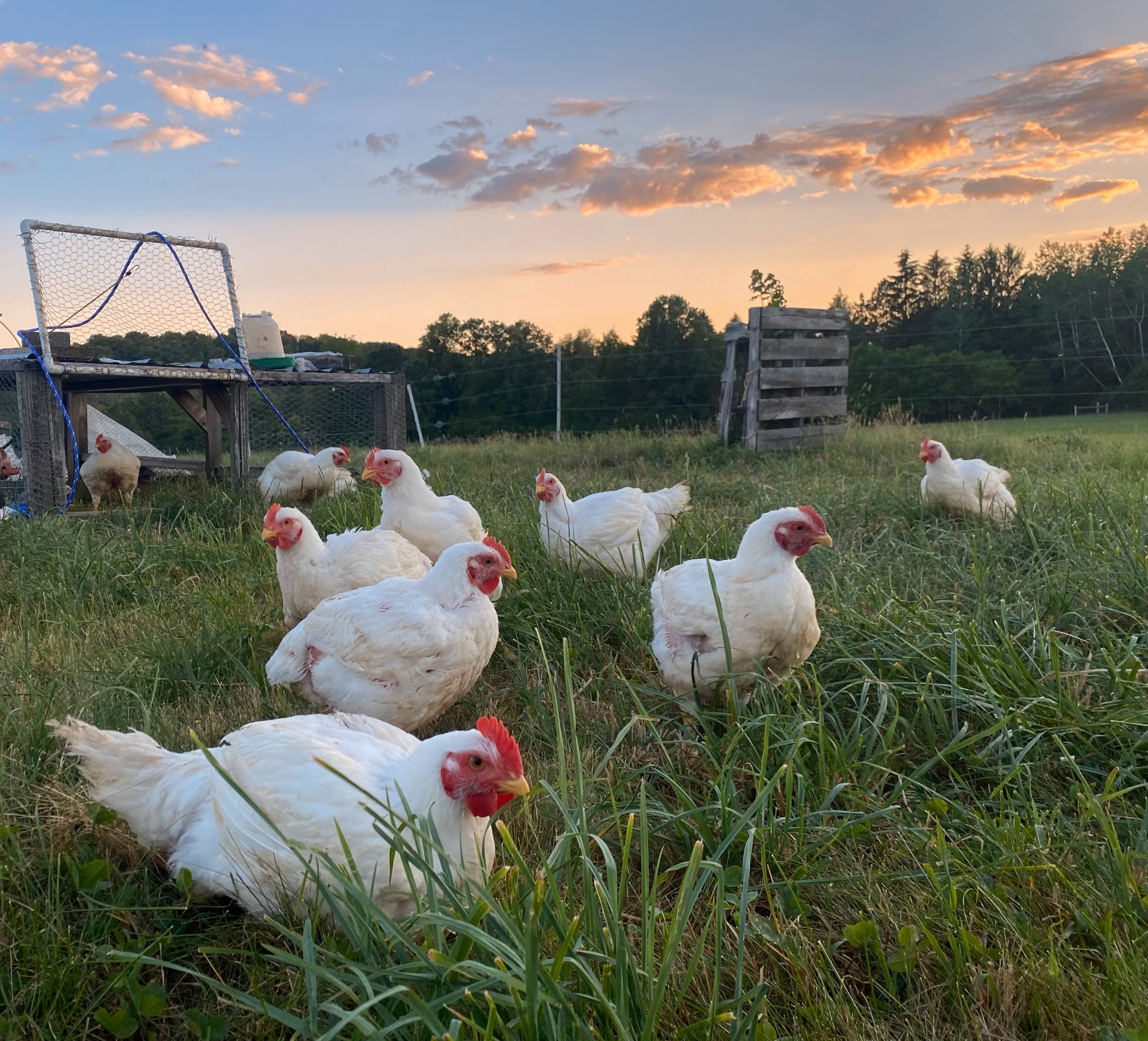 Whole Chicken - Telderer's Rainbows End Farm
