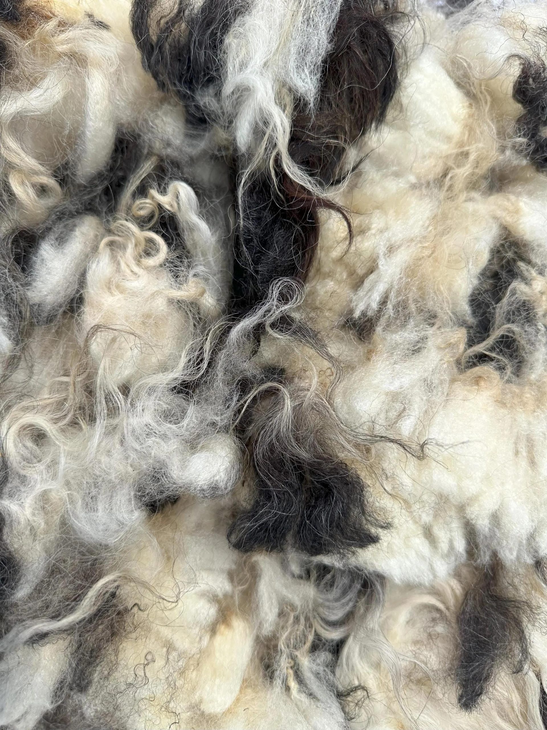 Bellisima Fleece - Image 4