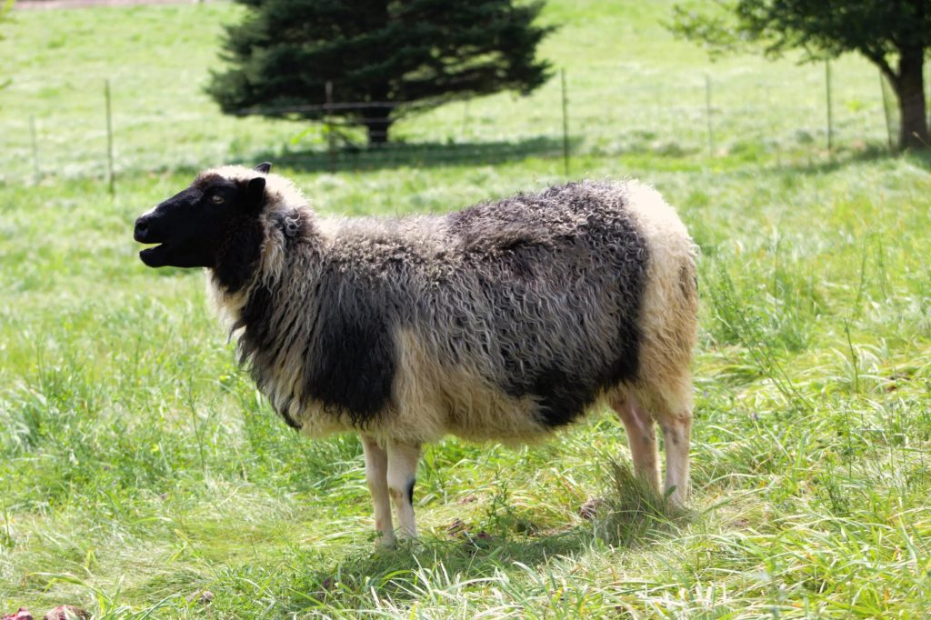 Bellisima Fleece