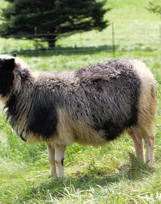 Bellisima Fleece
