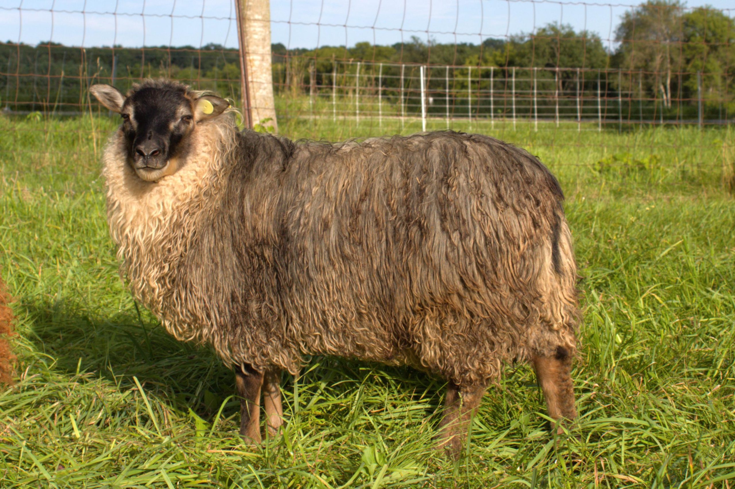 Larkspur Fleece