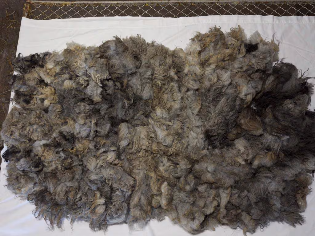 Lavender Fleece - Image 7