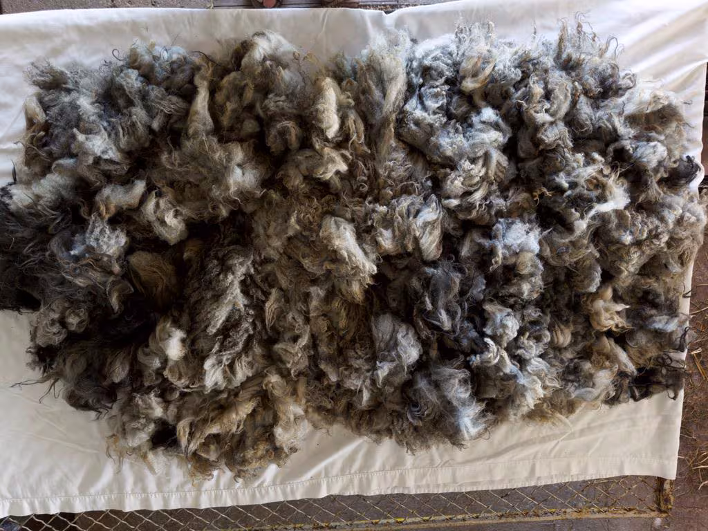 Lavender Fleece