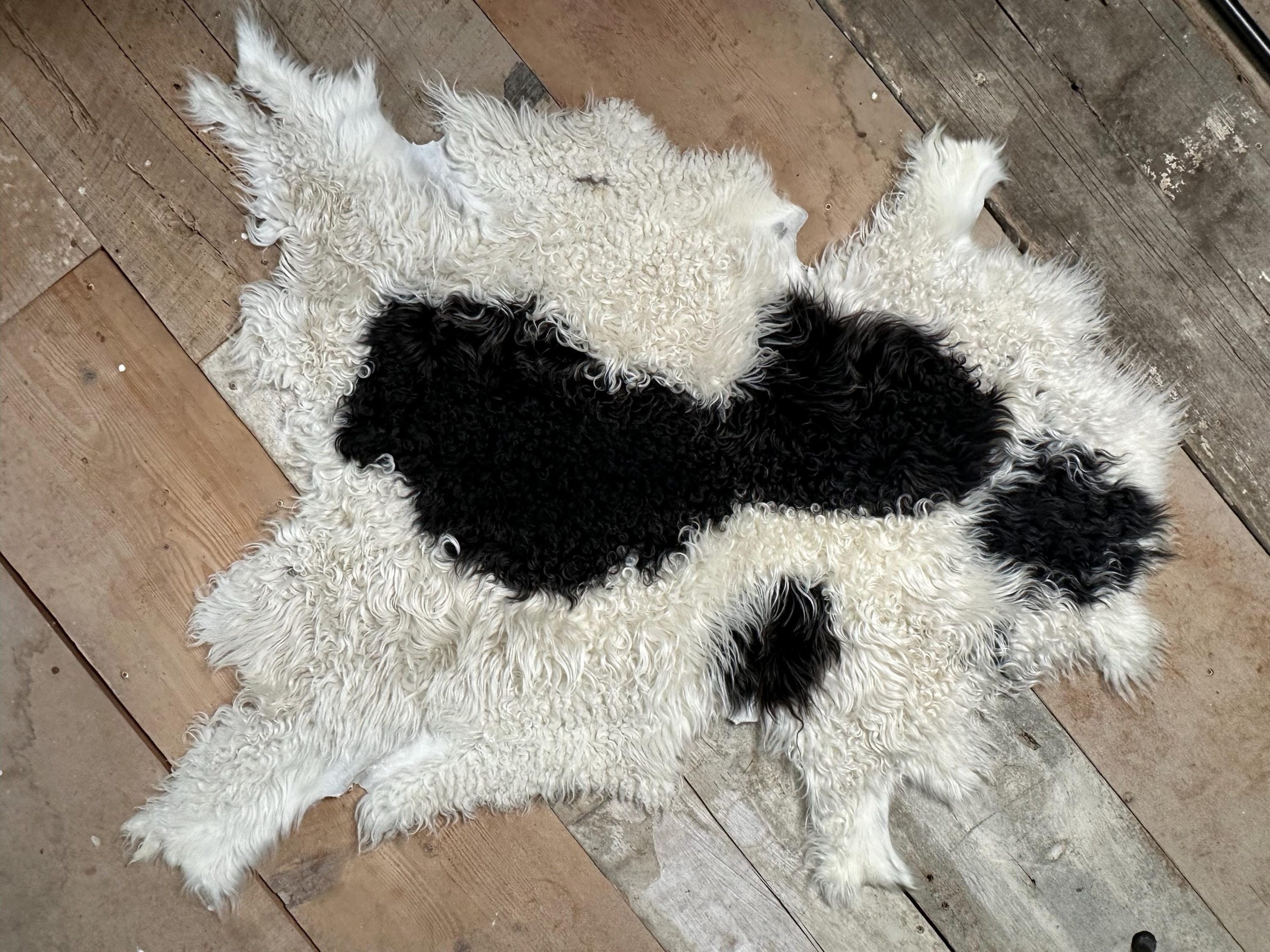 White & Black Piebald Sheepskin – Unique Icelandic Pattern, Soft Wool - Image 6
