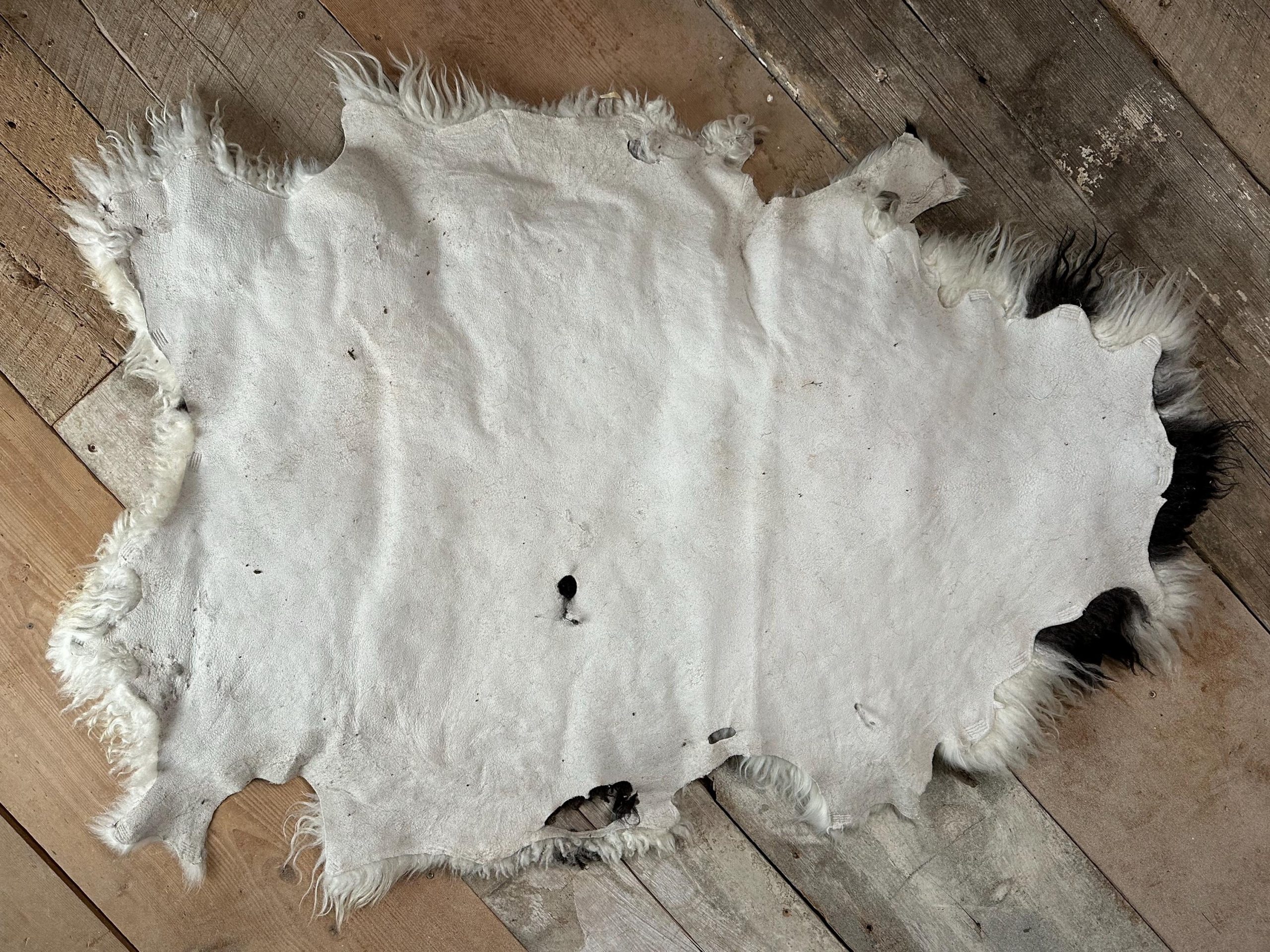 White & Black Spotted Icelandic Sheepskin Rug – Soft, Artisan Farm Hide - Image 7
