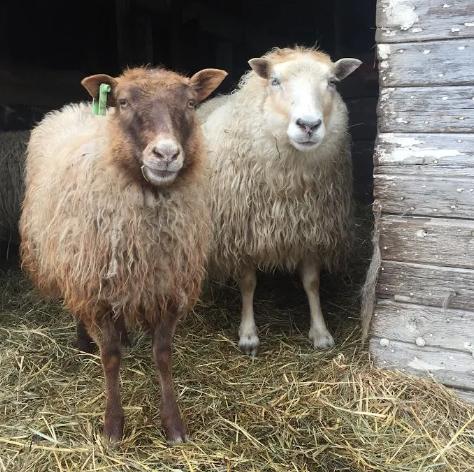 Prince -Natural Yarn - pastured prize-winning Icelandic Sheep in USA - Image 4