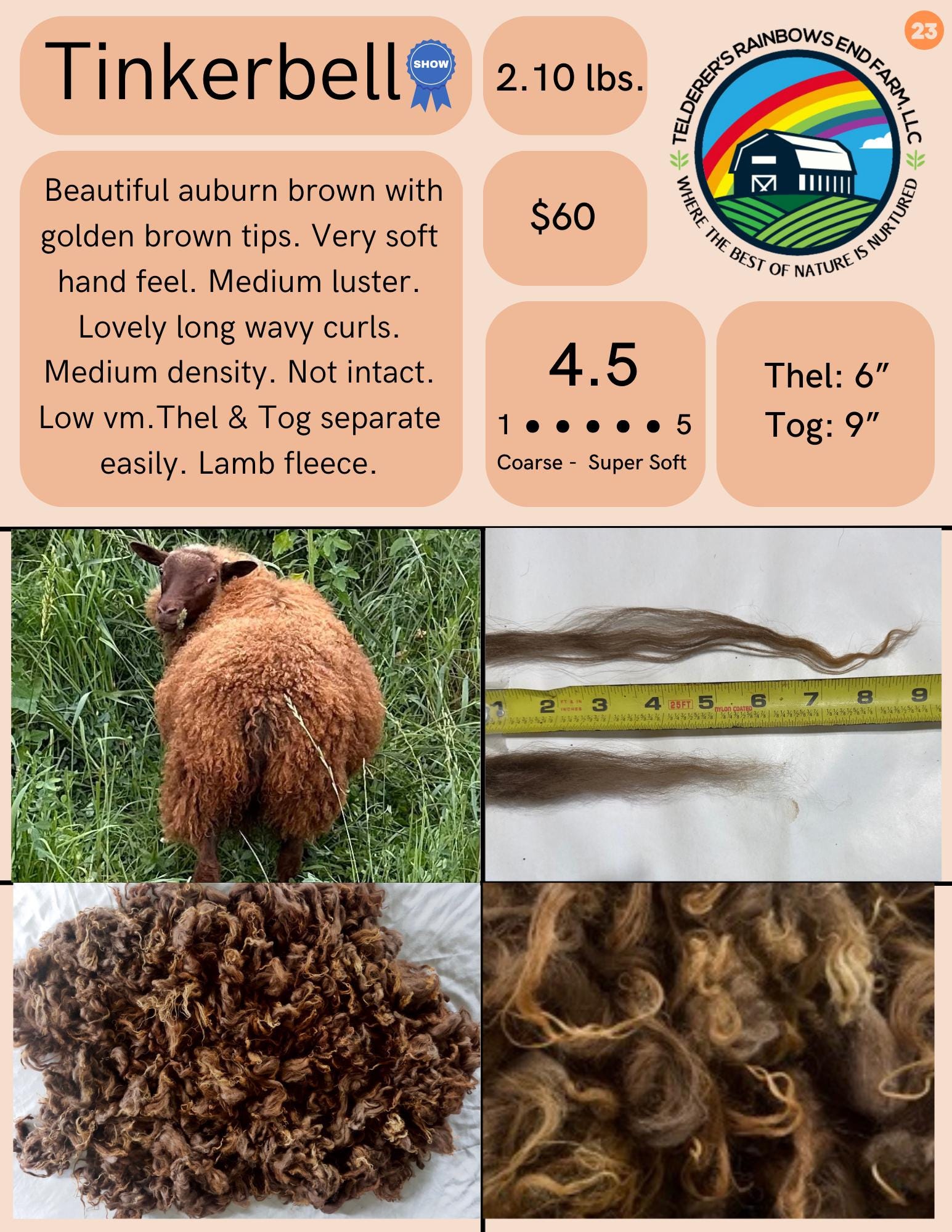 Natural Icelandic Tinkerbell Sheep Fleece - Image 2