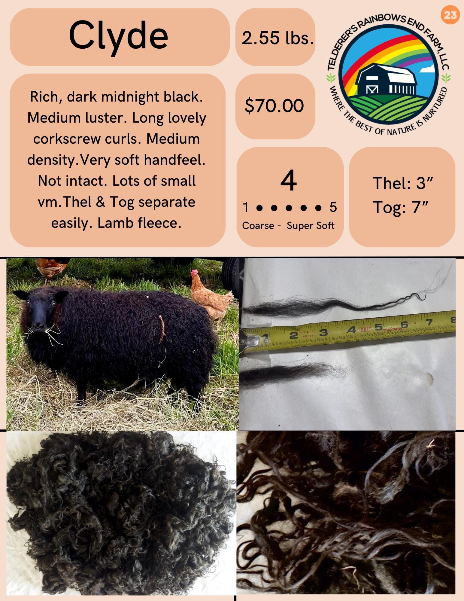 Natural Icelandic Sheep Fleece - Clyde - Telderer's Rainbows End Farm