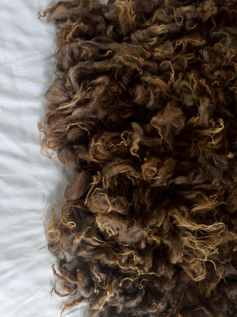 Natural Icelandic Tinkerbell Sheep Fleece - Image 4