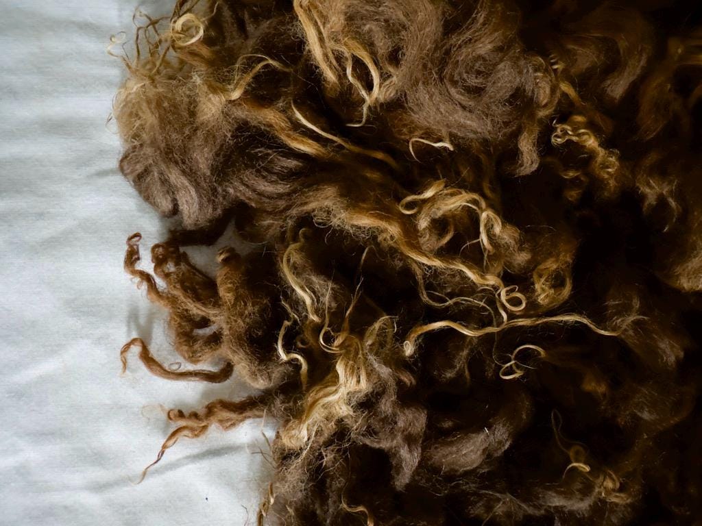 Natural Icelandic Tinkerbell Sheep Fleece - Image 5