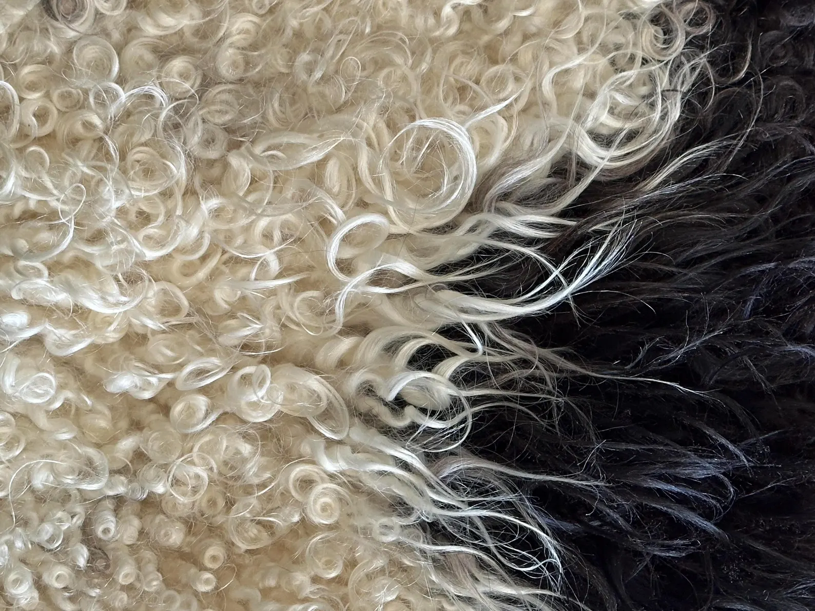 Large Black and white natural Icelandic sheepskin - Image 8