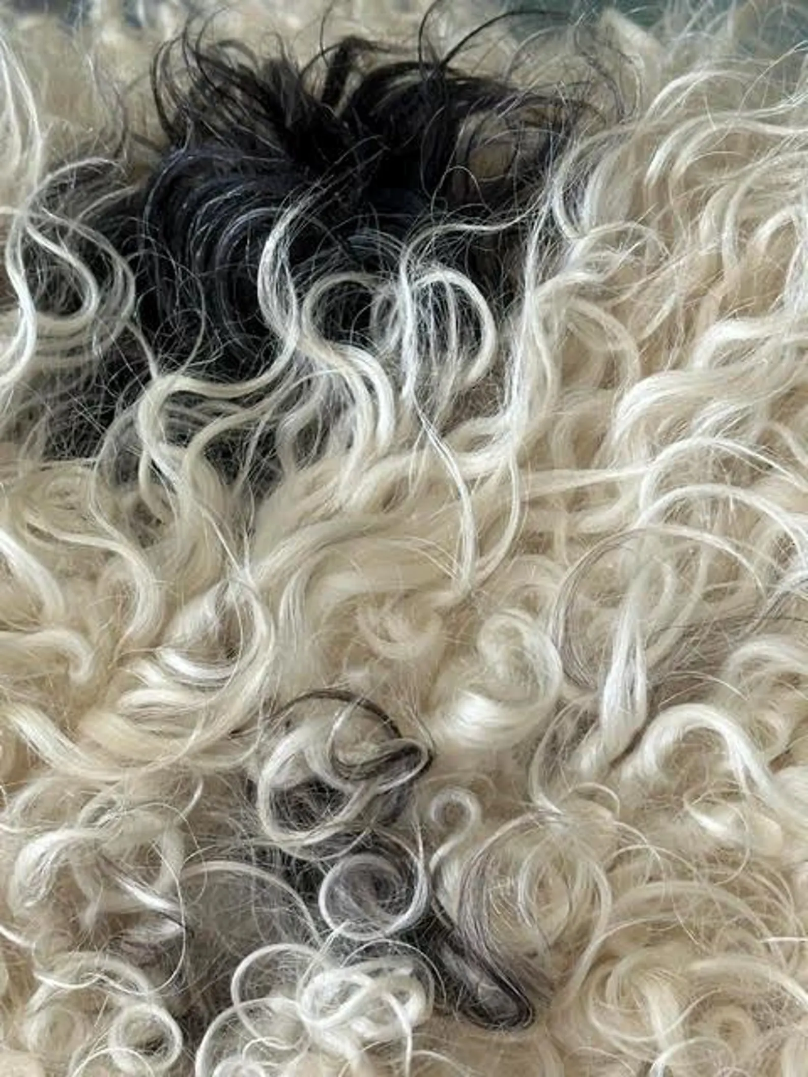 Large Black and white natural Icelandic sheepskin - Image 10