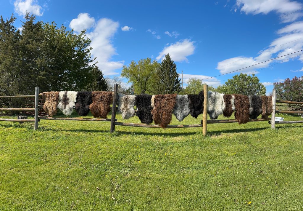 hanging Icelandic sheepskins