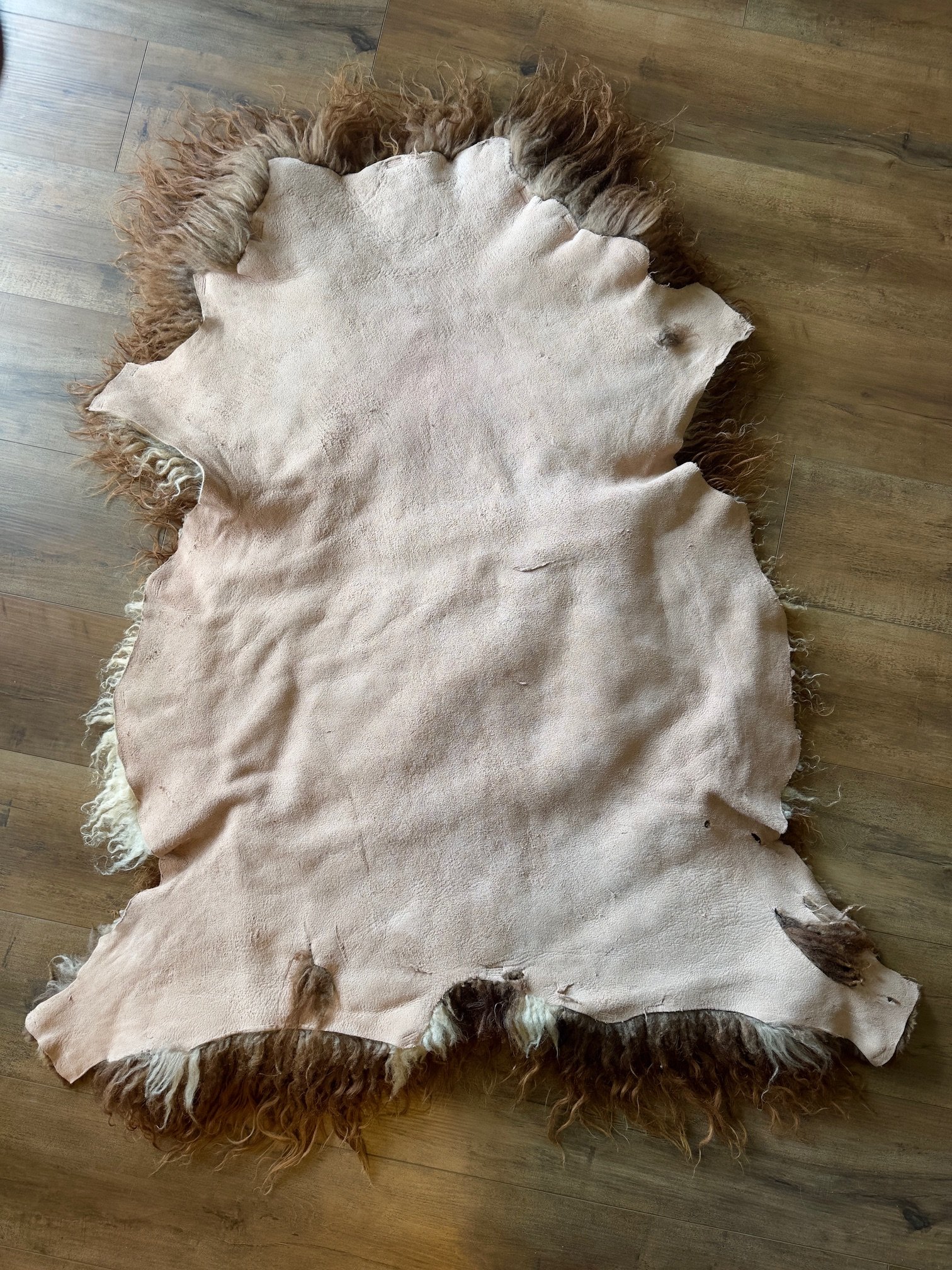 Auburn Brown with Cream Accents - Image 6