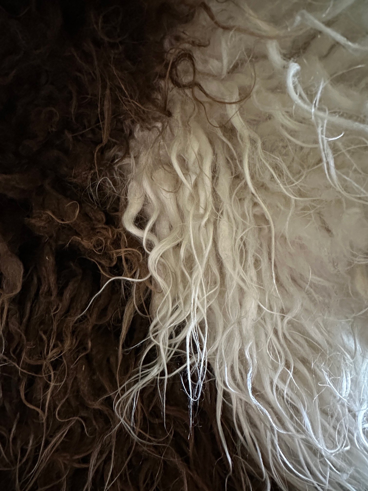 Brown and White - Image 3