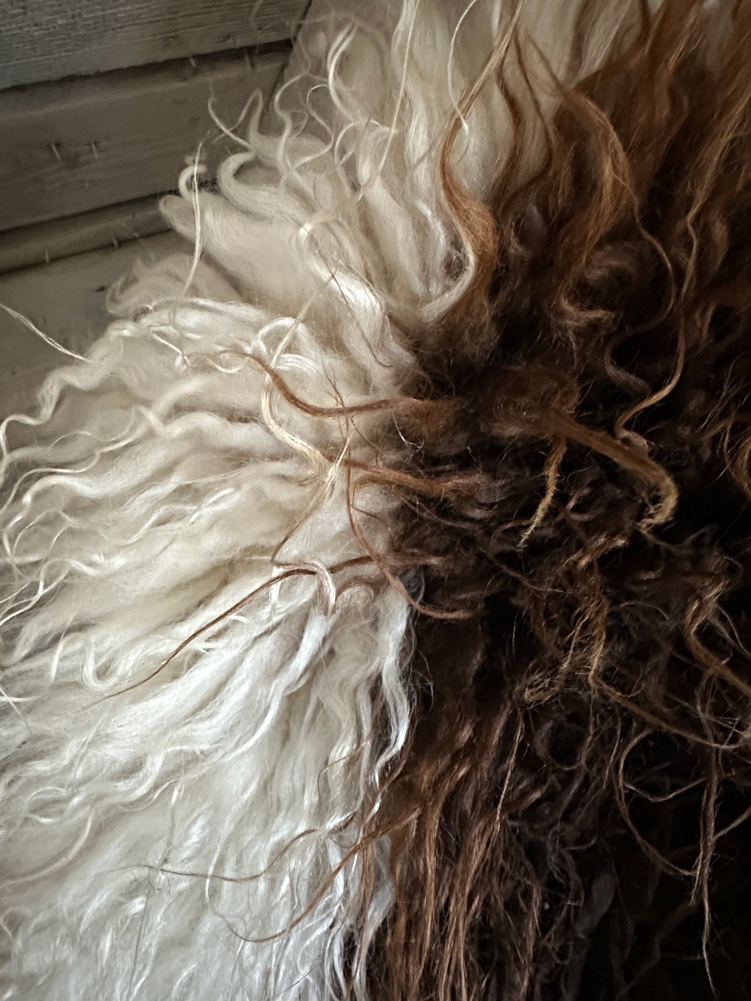 Brown and White - Image 4