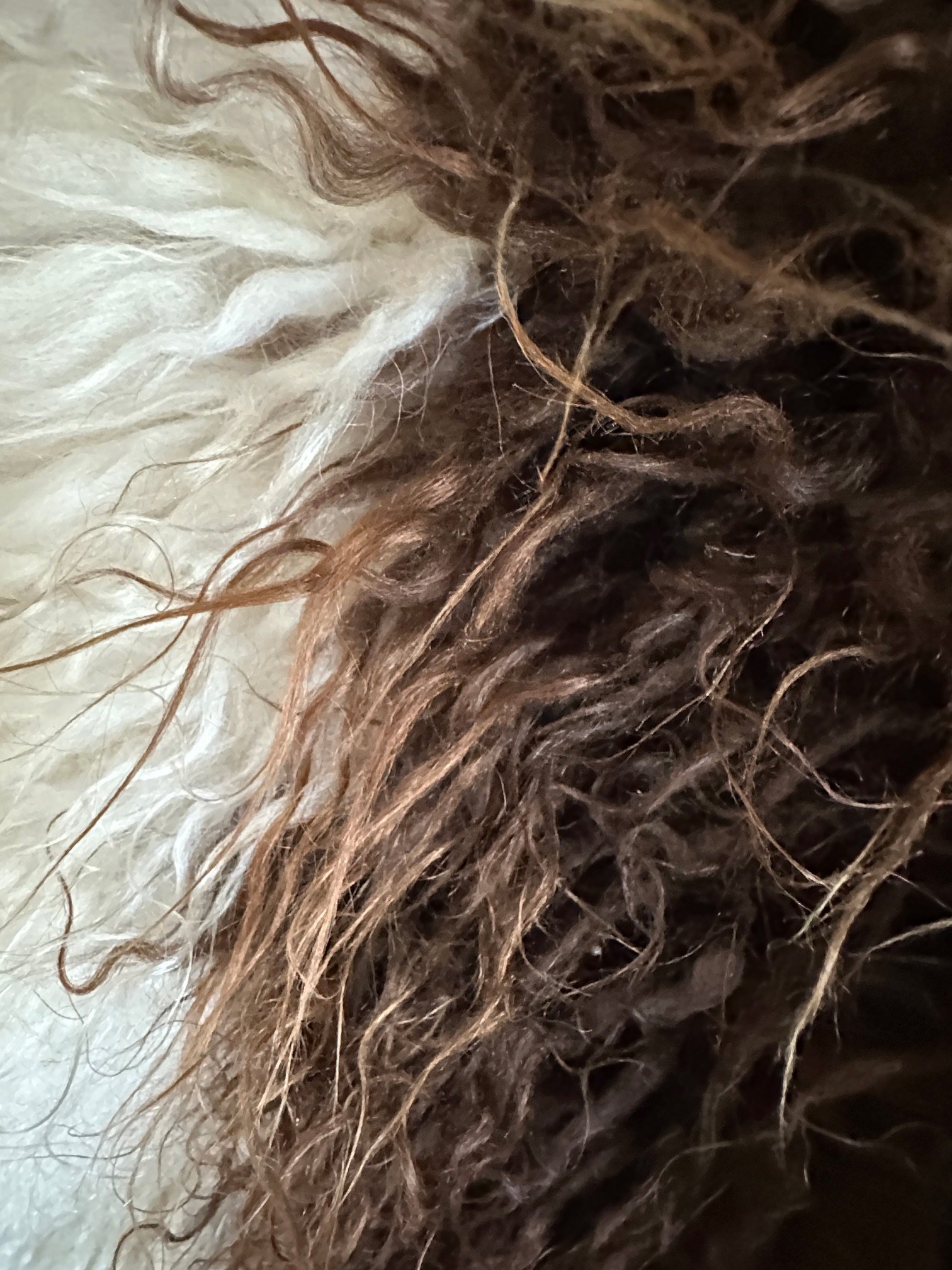 Brown and White - Image 5