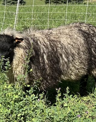 Finley Fleece